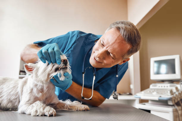 Best Emergency Dental Care for Trauma or Injury in Manchester, MO
